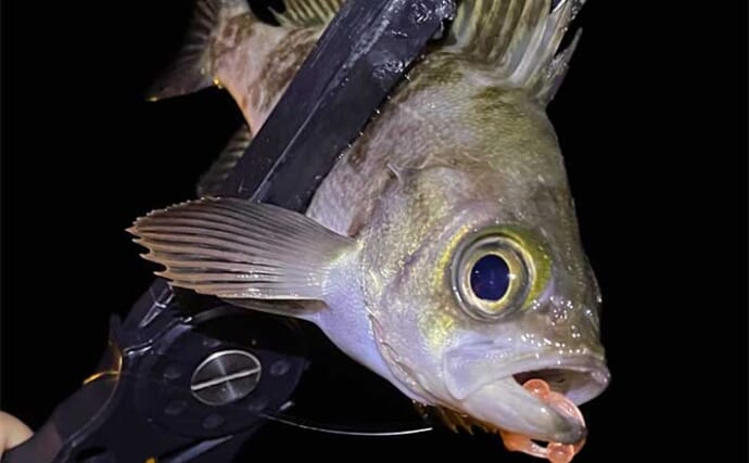 夜の釣り場では「ライトで水面を照らしてはダメ」　理由と魚種毎の影響とは？