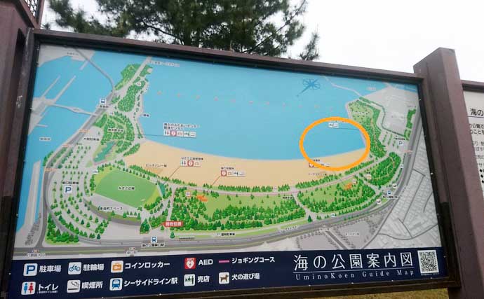 1時間の潮干狩りでマテガイ88匹ゲット【神奈川・海の公園】数採るコツと注意点も解説