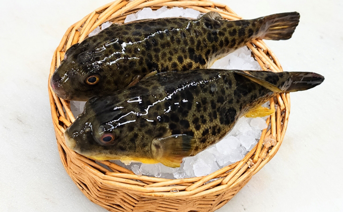 「夏のふぐ」と呼ばれる魚たち　関東ではマゴチで関西ではハタ類が代表格