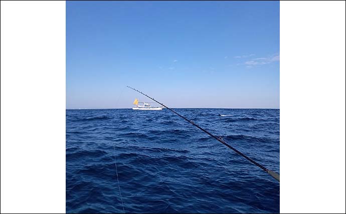 シーズン初期の茨城沖ヤリイカ釣りで良型中心18杯　水深90mで拾い釣り