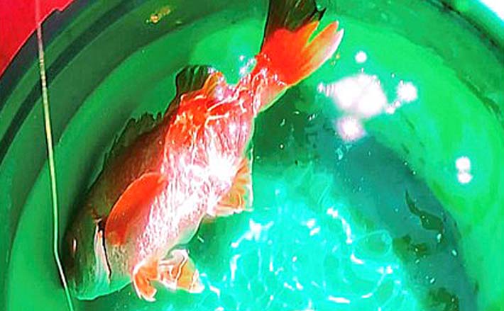 水深100m浅場で45cm頭にまさかの良型アカムツ3匹【相模湾】コマセ釣り