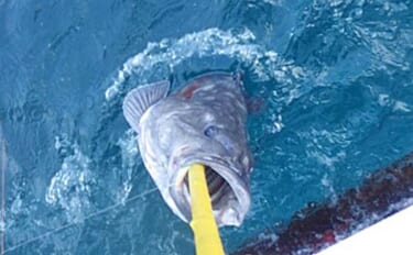 深海釣りで70kg級巨大『アブラボウズ』浮上【北茨城・第十五隆栄丸】ゲ…