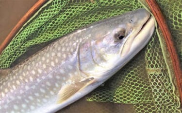 初春の渓流ルアー釣りで63cmアメマス【北海道】鮭の稚魚を捕食しに遡上した個体か