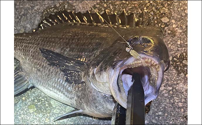 【陸っぱりライトゲーム】想定外にヒットした大型魚をタモなしで獲る方法