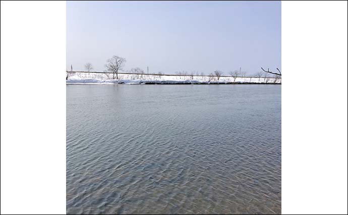 初春の渓流ルアー釣りで63cmアメマス【北海道】鮭の稚魚を捕食しに遡上した個体か