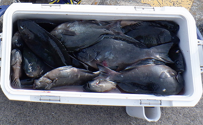 沖磯フカセ釣りで42cm頭にクロ（メジナ）53尾【鹿児島・下甑島】針の