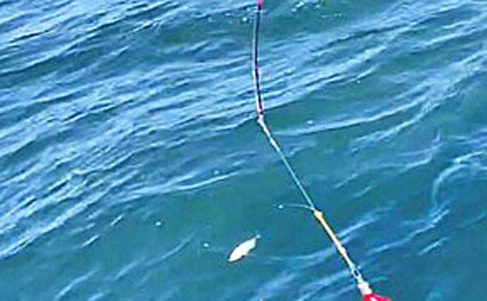 水深100m浅場で45cm頭にまさかの良型アカムツ3匹【相模湾】コマセ釣りで手中