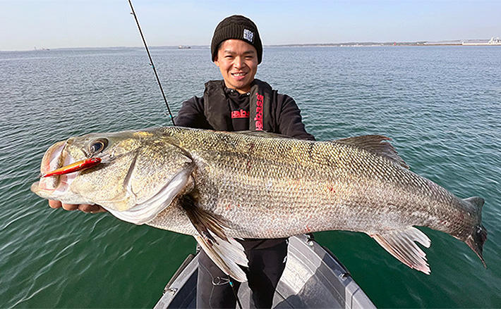 三河湾ボート釣りで80cm頭に良型シーバス乱舞 爆釣のカギはミノーの