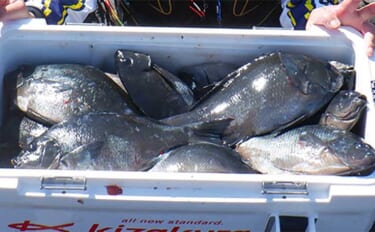 沖磯フカセ釣りで42cm頭に31尾キャッチ【鹿児島・下甑島】魚の活性は…