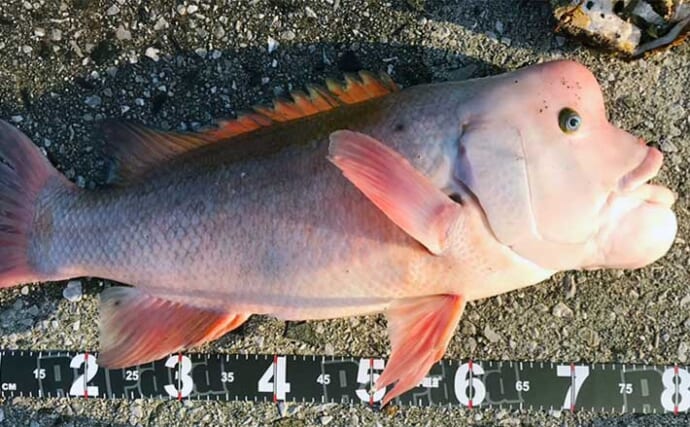 堤防最重量級魚『コブダイ』をエビとジグヘッドで釣る方法　【タックル・時期・釣り方】