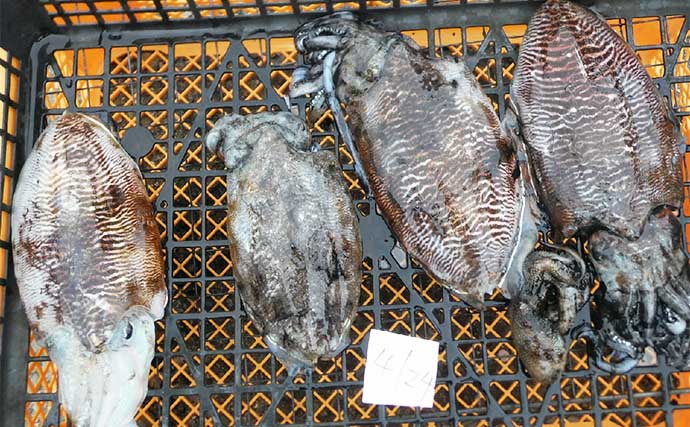 【最新釣果】大山沖で脂ノリ抜群の良型イサキが絶好調！40匹以上釣る人も（愛知）