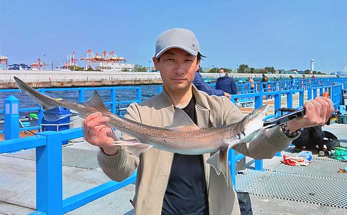 本牧海づり施設でのサビキ釣りで12cm頭にカタクチイワシ41尾【神奈川】
