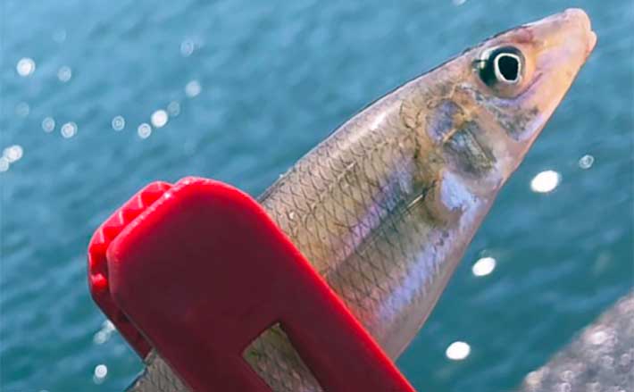 魚釣り 堤防投げキス釣りで18cm頭に本命4尾【千葉・富浦新港】ピンギス