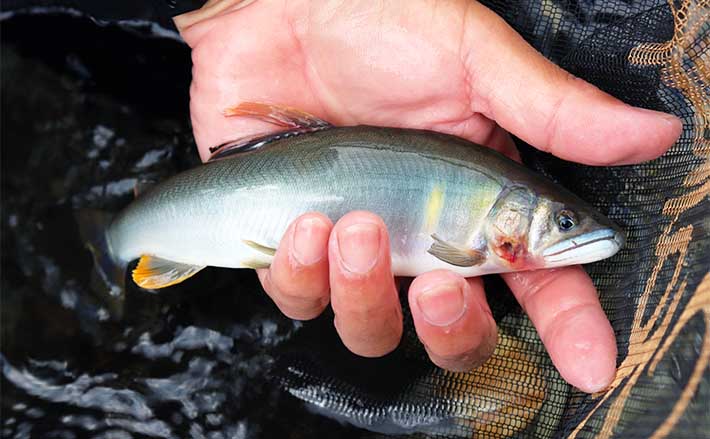 生きたアユを操り生きたアユを釣る」唯一無二の釣趣を持つ【アユのトモ釣り】 | TSURINEWS - Part 2