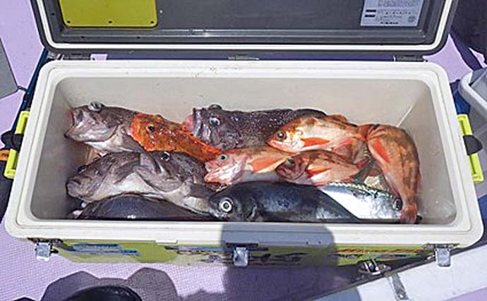北茨城の中深場五目釣りでオキメバルに良型マゾイでクーラー賑やか【第15隆栄丸】