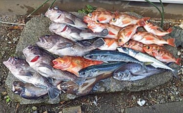 北茨城の中深場五目釣りでオキメバルに良型マゾイでクーラー賑やか【第15隆栄丸】