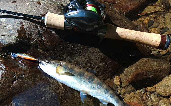 渓流ルアー釣りでアマゴ64匹手中【岐阜・長良川水系】釣れ過ぎてルアーはボロボロに