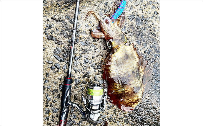 雨のエギング釣行で良型アオリイカ手中【熊本・天草】梅雨時期に釣行するメリットとは？