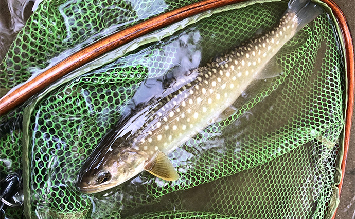 渓流ルアー釣りで60cmブラウントラウト【北海道・尻別川】水位落ち着きシーズン開幕