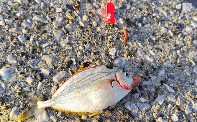 「誰でも使えて幅広い魚種が釣れる！」超簡単お手軽仕掛け【ブラー】で釣りを楽しもう