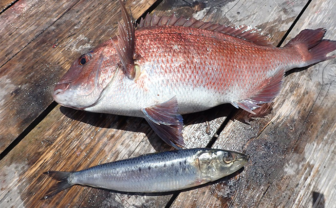 「海上釣り堀まるや」でマダイにワラサにカンパチ！【静岡】イワシの切り身が的中