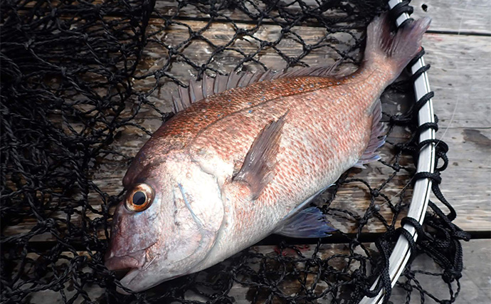 「海上釣り堀まるや」でマダイにワラサにカンパチ！【静岡】イワシの切り身が的中