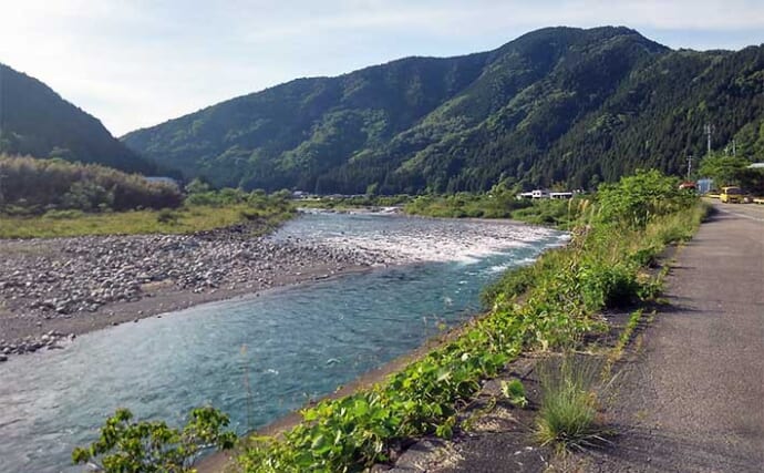 アユのトモ釣りおすすめ河川：長良川・中央漁協【岐阜】2023年も天然遡上は順調