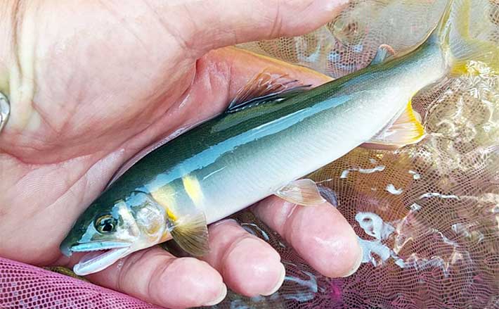 鮎川 10月1日 お取り置き 鮎解禁 2025年7月1日 吉野川支流 おとり鮎専用区間取材してきました