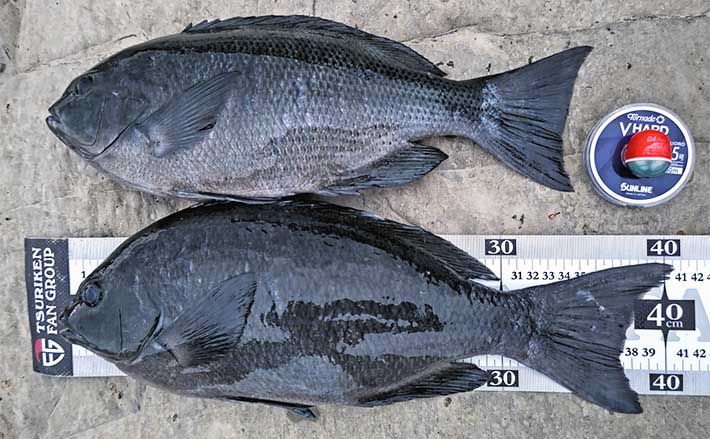 地磯でのフカセ釣りで40cm超え口太メジナをキャッチ【千葉・州崎