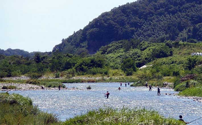 アユのトモ釣りおすすめ河川：相模川【神奈川】 釣果は天然遡上量次第