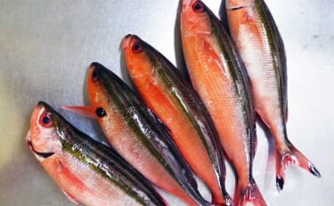 フカセ釣り愛好家が感じる【南方系魚種の北上傾向】沖縄の魚が熊本でも釣れるように