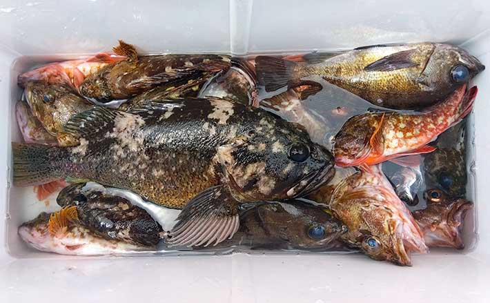 浅場の根魚五目釣りで38cmムラソイ登場【茨城・日立久慈】30cm級メバル