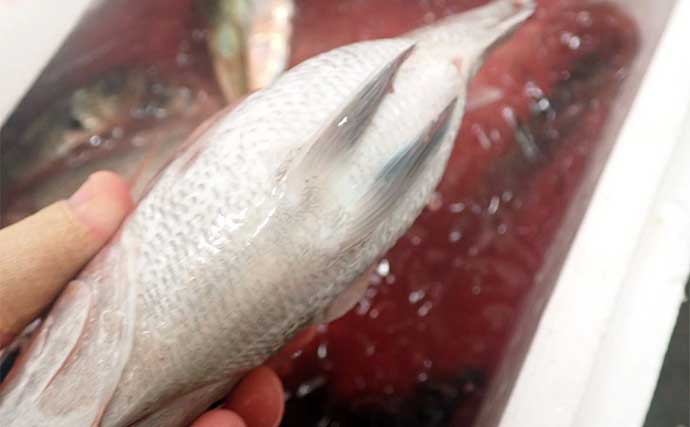 釣り好きの魚屋店員が教える【アジとマダイの美味しい個体の見分け方（目利き）】