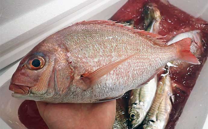 釣り好きの魚屋店員が教える【アジとマダイの美味しい個体の見分け方（目利き）】