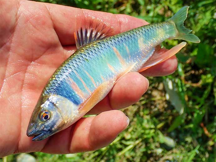 淡水小物釣りで婚姻色鮮やかなオスのシラハエ（オイカワ）にうっとり【三重・三滝川】