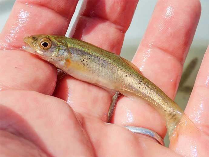 淡水小物釣りで婚姻色鮮やかなオスのシラハエ（オイカワ）にうっとり【三重・三滝川】