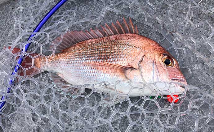 盛期迎えた鳥羽沖タイラバ釣行でマダイ6尾手中【三重】ベタ底で連続ヒット