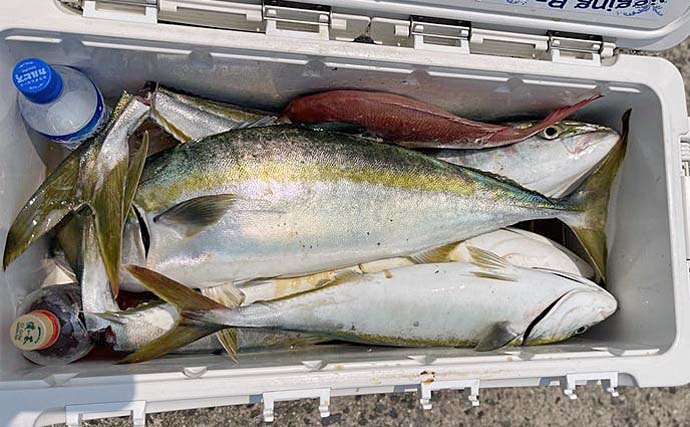 オフショアジギングでワラサ9安打と大爆釣【伊勢湾】タイラバではマダイも顔出し