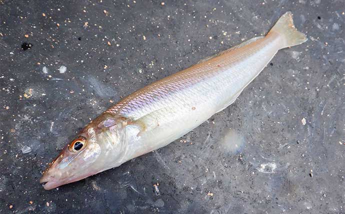 船キス釣りで余裕の100匹超え【三重・丸安丸】型に不満も終始入れ食いを堪能