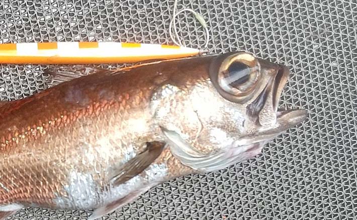 志摩沖の中深海ジギング釣行で41cm頭にクロムツ3匹【三重】静かな誘い