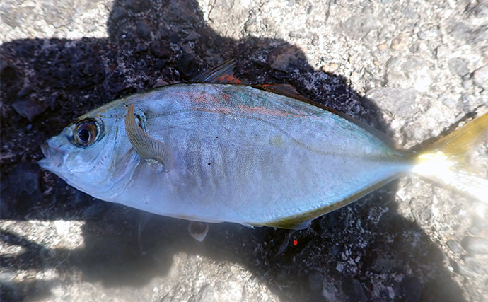 白田堤防での「のべ竿」釣りでシマアジ連発【伊豆】レンタルタックルで挑戦