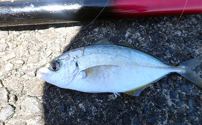 白田堤防での「のべ竿」釣りでシマアジ連発【伊豆】レンタルタックルで挑戦