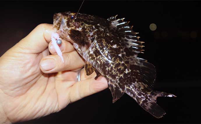 初夏のベイエリア五目釣りで11魚種をキャッチ【三重・霞ケ浦ふ頭】