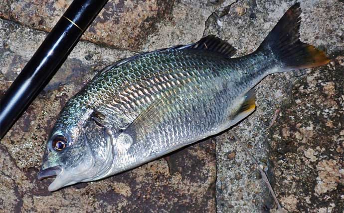 初夏のベイエリア五目釣りで11魚種をキャッチ【三重・霞ケ浦ふ頭】