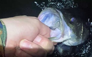 大阪湾奥ルアーシーバス釣行で50cm級キャッチ　キワ狙い＆紫カラー選択が的中