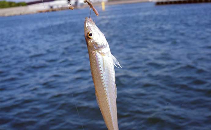 明石沖ボート釣りで尺サイズのアジとシロギスを好捕【兵庫】オカズ釣り大成功