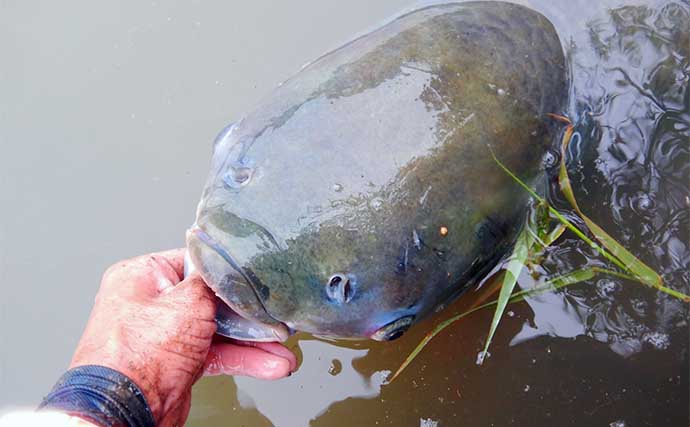 埼玉で118cm20kgのソウギョが釣れた！【元荒川】1時間超えのファイトを制す