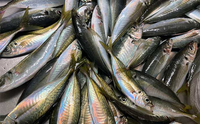 相模湾のビシアジ釣りでマアジ43尾【大磯・与宗丸】赤タンも青イソメも食い変わらず