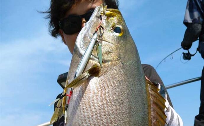 【釣果速報】SLJ釣行で50cm級の腹パン大型イサキ狙い撃ち成功！（響灘）