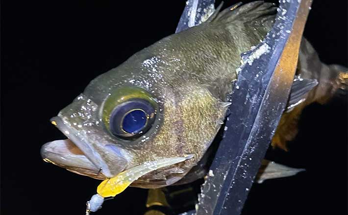 大阪湾奥メバル釣り「2022ー23シーズン」を振り返る 来季は尺メバルに